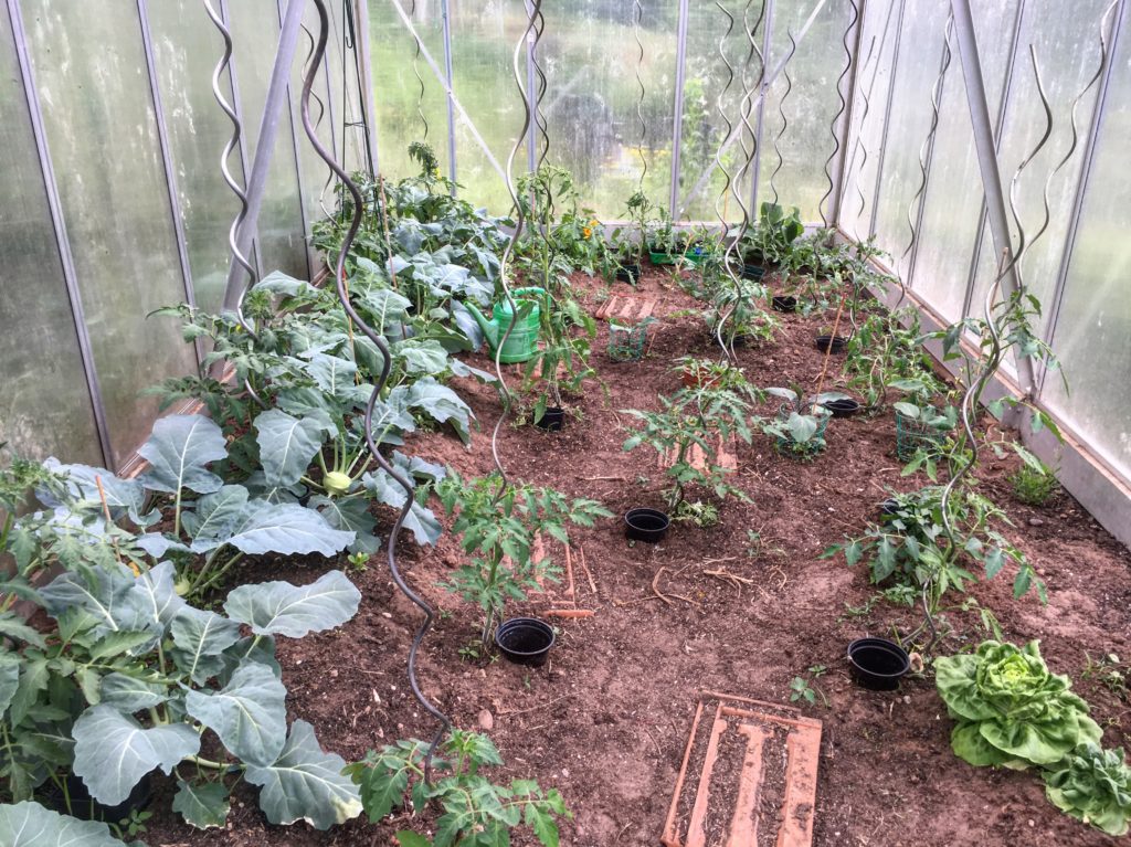 Tomaten giessen leicht gemacht