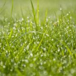 grass-2183288_640