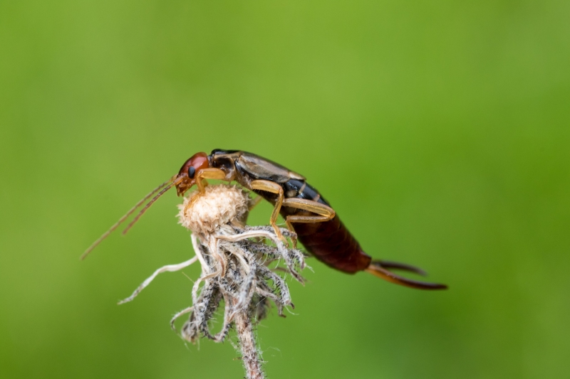 Ein Ohrwurm ist ein potenzieller Bewohner eines Insektenhotels.