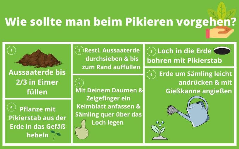 anleitung-pikieren-von-walderdbeeren
