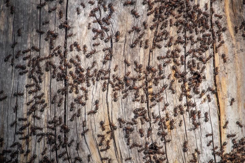 Ameisenmittel Test Befall Ameisenbefall von Holz