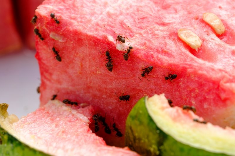 Ameisenmittel Test Essen Ameisen auf einer Melone