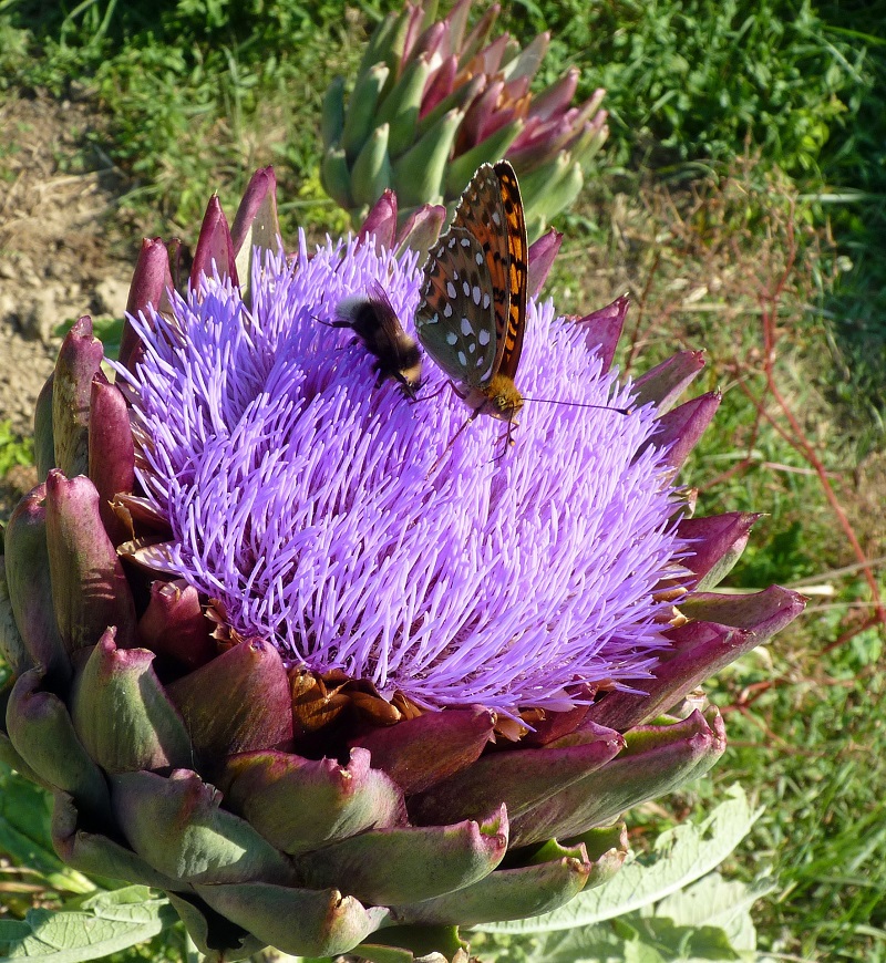 Artischockenblüte mit Insekten