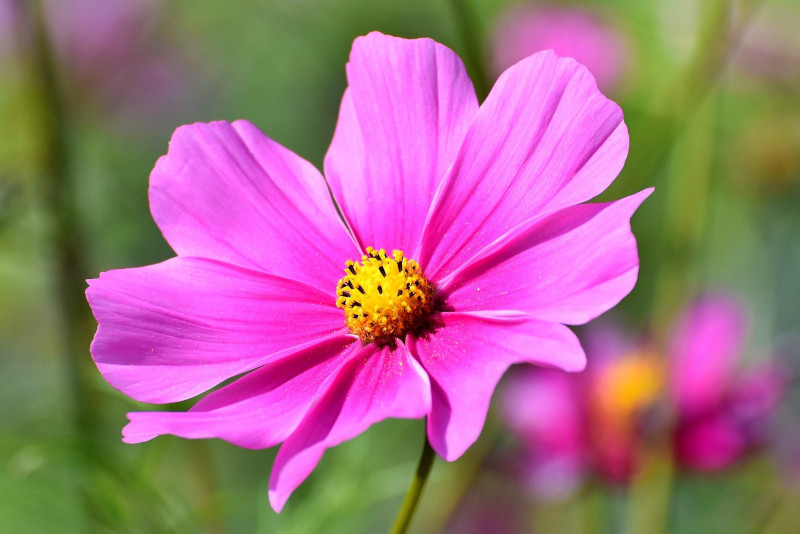 Schmuckkörbchen in rosa