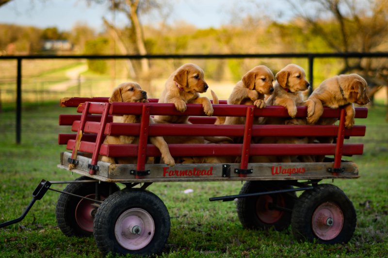 Bollerwagen mit Welpen drin