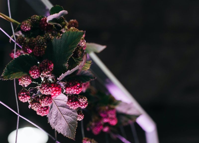 Aussäen von Brombeeren ins Freibeet