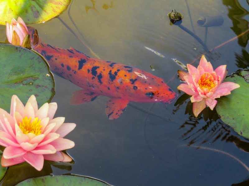 Fischteich mit Wasserpflanzen
