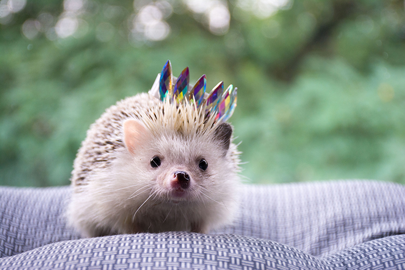 Mit einer kleinen Krone solltest Du Deinen Igel im Garten nicht ausstatten, aber domestizierte Igel sehen damit umso süßer aus.
