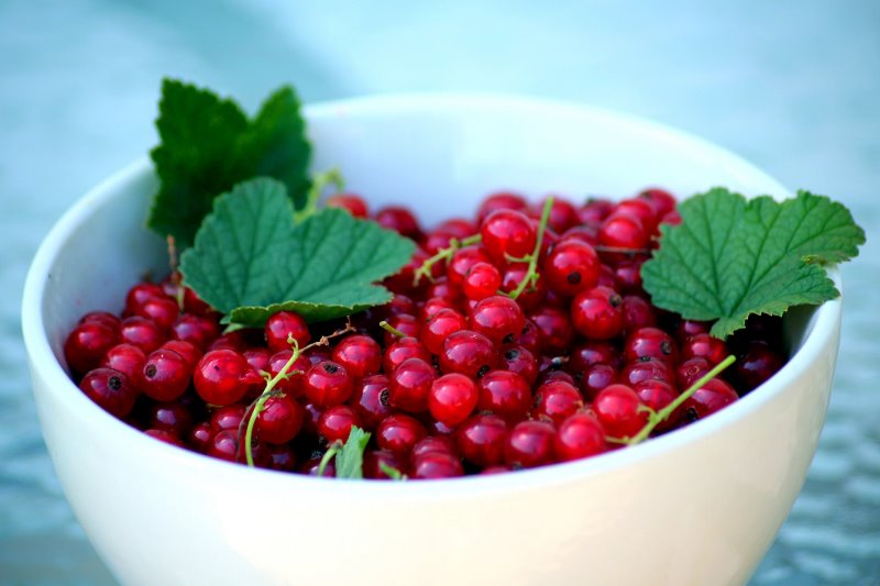 Johannisbeeren ernten