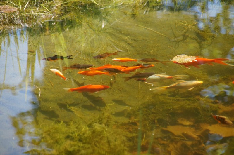 Klares Teichwasser mit Algen am Grund