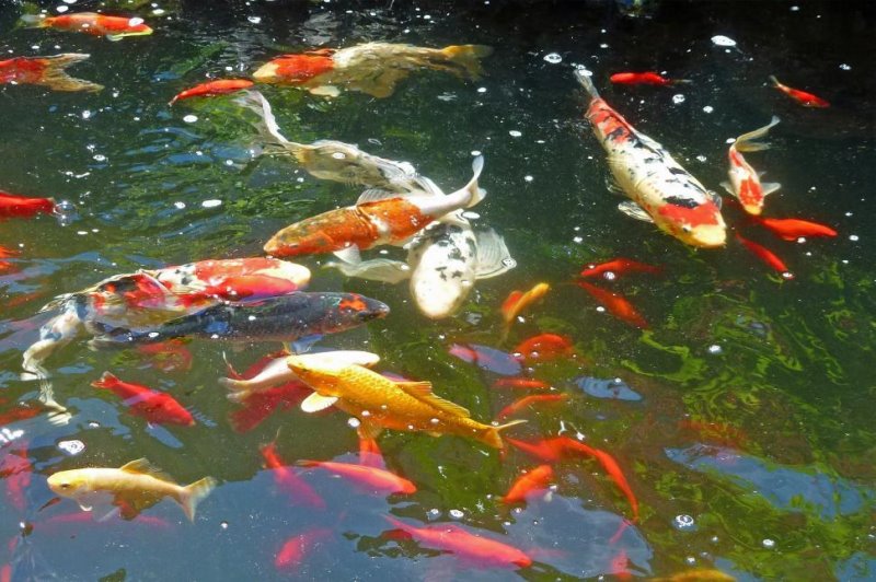 Kois im Gartenteich