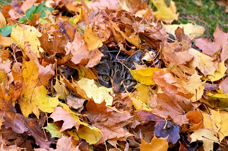 Katze nutzt Laubhaufen als Versteck.