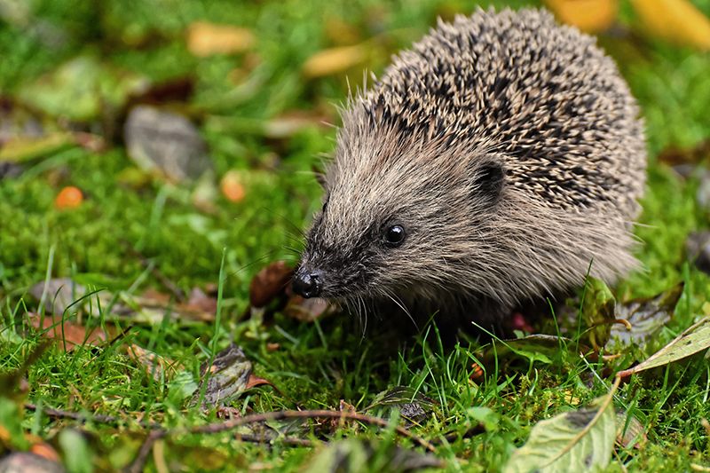 Igel im Gras 