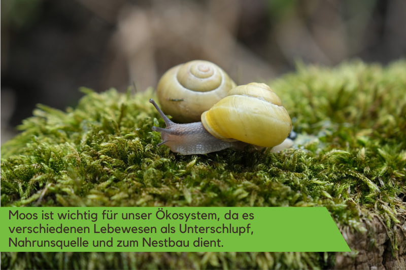 Moos ist wichtig für unser Ökosystem Moos ist wichtig für unser Ökosystem.