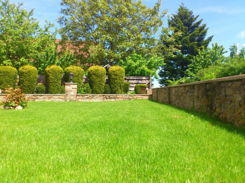 Getrimmter Rasen im Garten