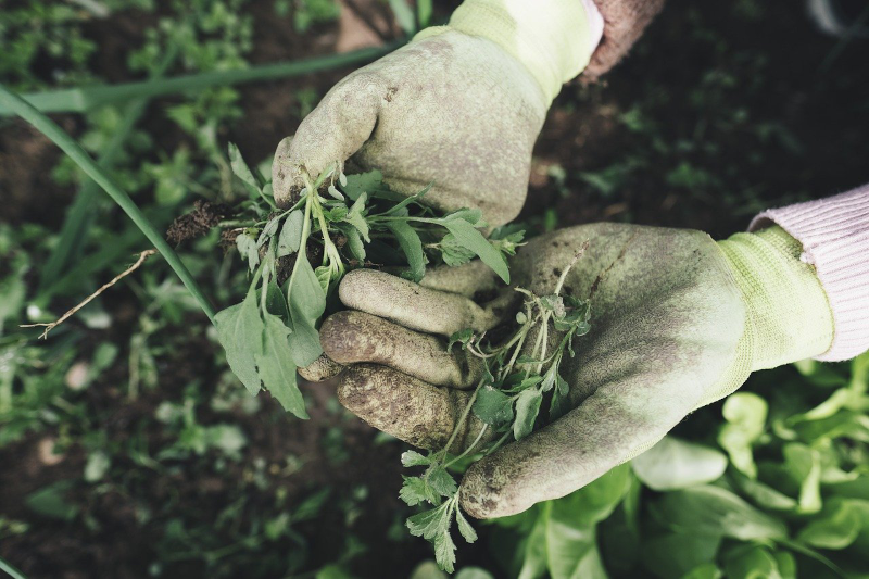Unkraut bei der Gartenarbeit entfernt