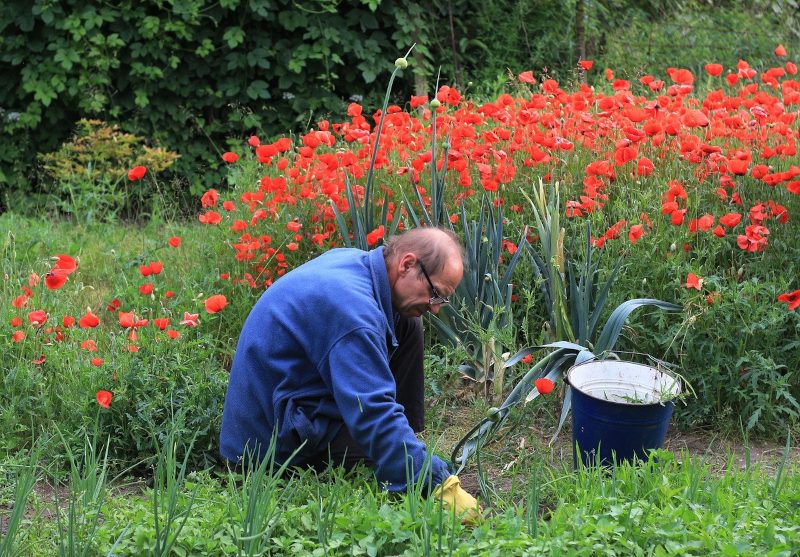 Gartenarbeit beim Unkraut jäten