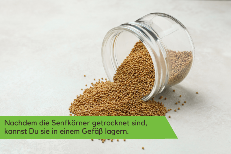 getrocknete Senfsamen werden in einem Glas gelagert