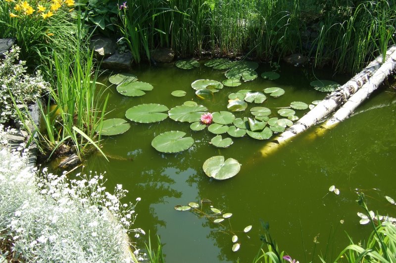 Teich mit viel Algenwachstum