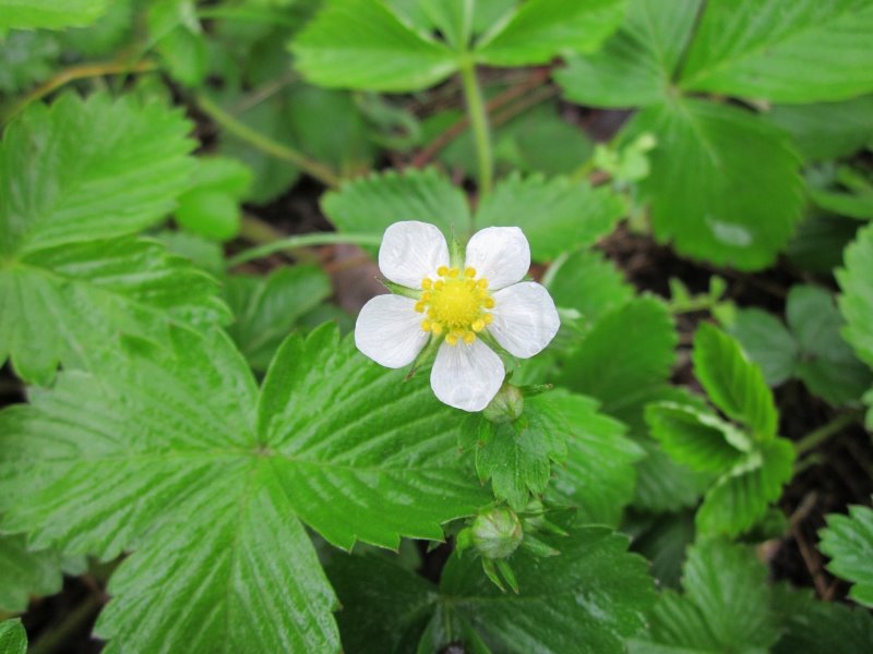 walderdbeeren-pflanze