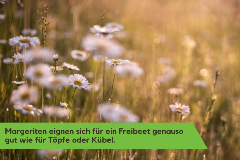 Wiesenmargeriten wie hier zu sehen gedeihen auch in einem Freibeet hervorragend.