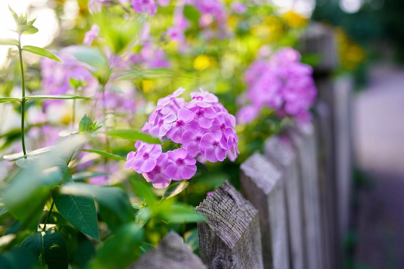 Holzzaun mit Blume im Garten