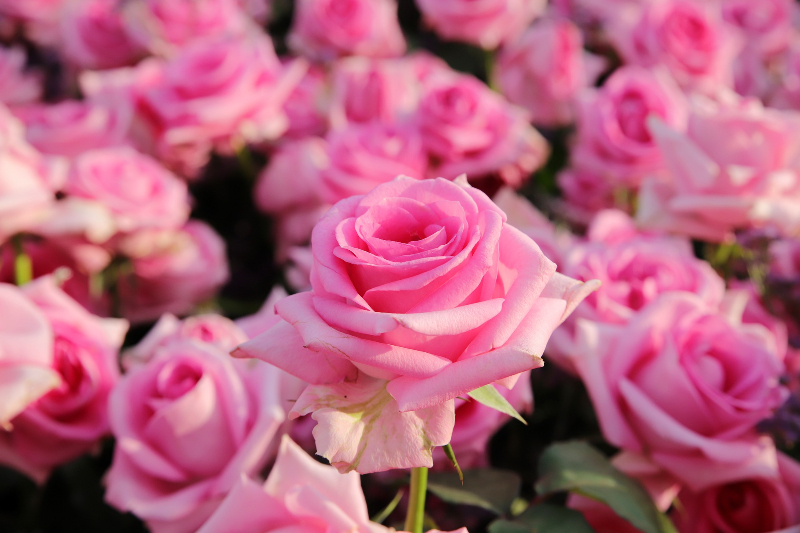 Rosen im Beet