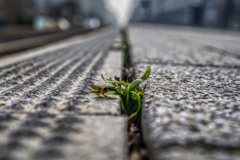 Unkrauthacke für die Straße