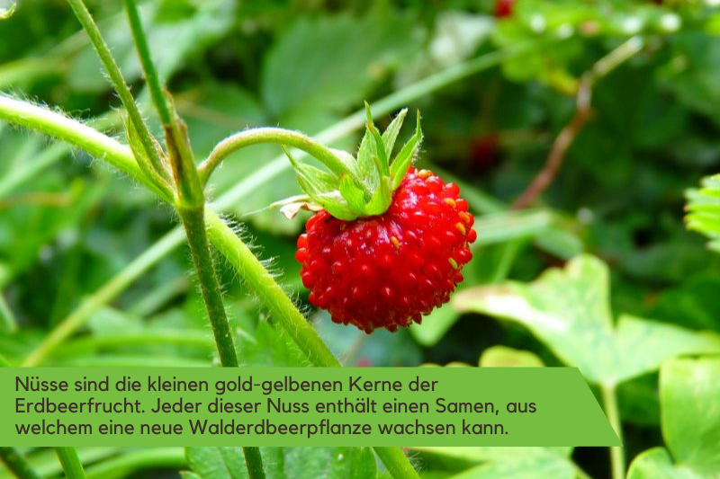walderdbeerpflanze