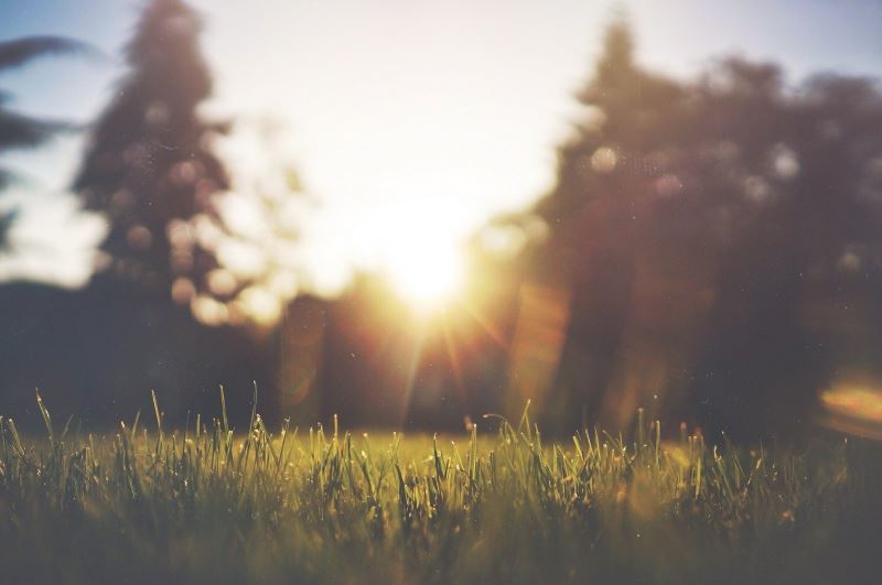 Gepflegter Rasen im Sonnenuntergang