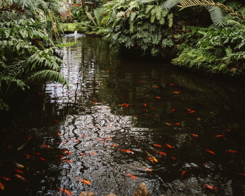 Ein Gartenteich mit Fischen im Garten