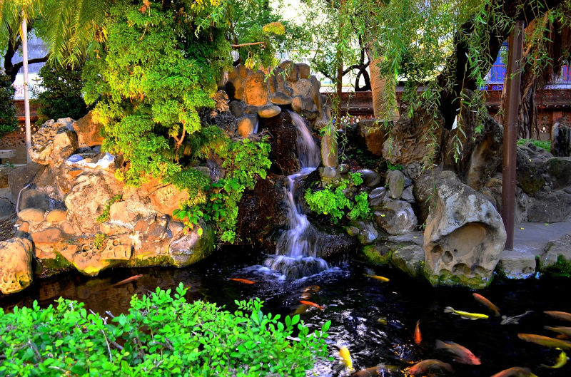 Fische in einem Gartenteich