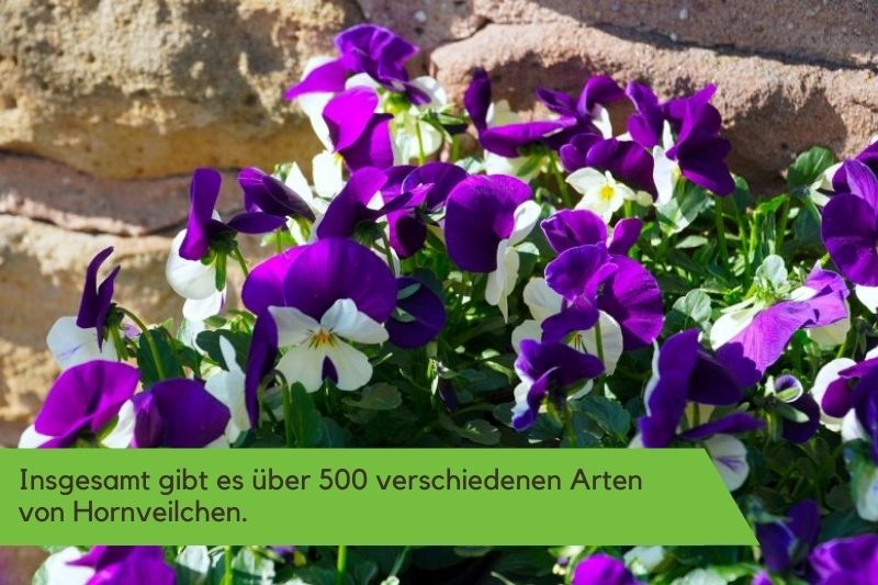 Violett Hornveilchen.