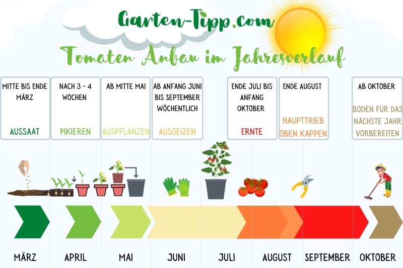 Infografik zum Tomaten Anbau im Jahresverlauf Infografik, die den Anbau von Tomaten im Zeitverlauf zeigt