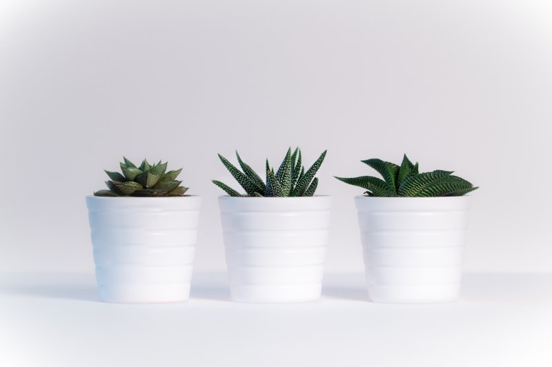 Der klassische Blumentopf 3 weiße Blumentöpfe mit Kakteen