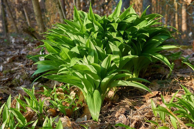 Kräuterbeet Ideen Bärlauch Bärlauchpflanze im Garten