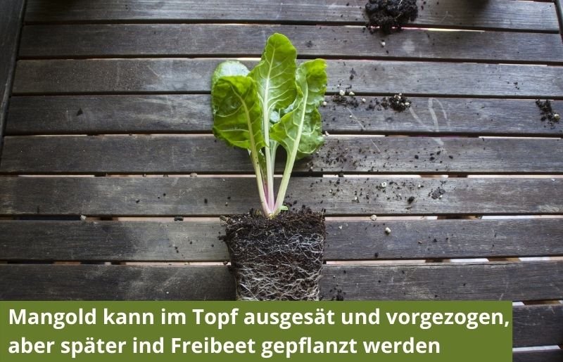 Mangold-Pflänzchen mit Erde