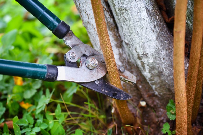 Schneiden von Bäumen mit Gartenwerkzeug