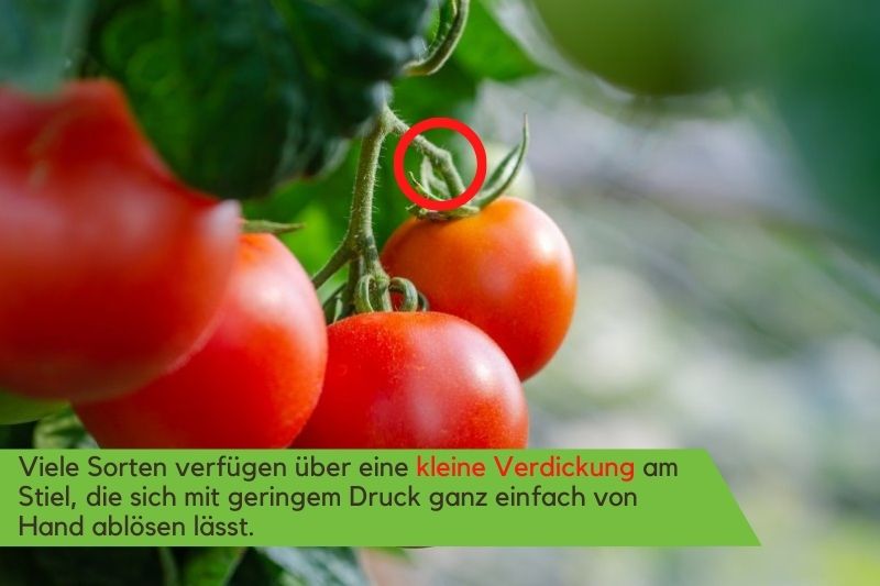 Tomatenpflanzen richtig ernten Tomatenfrüchte mit Sollbruchstelle am Stiel