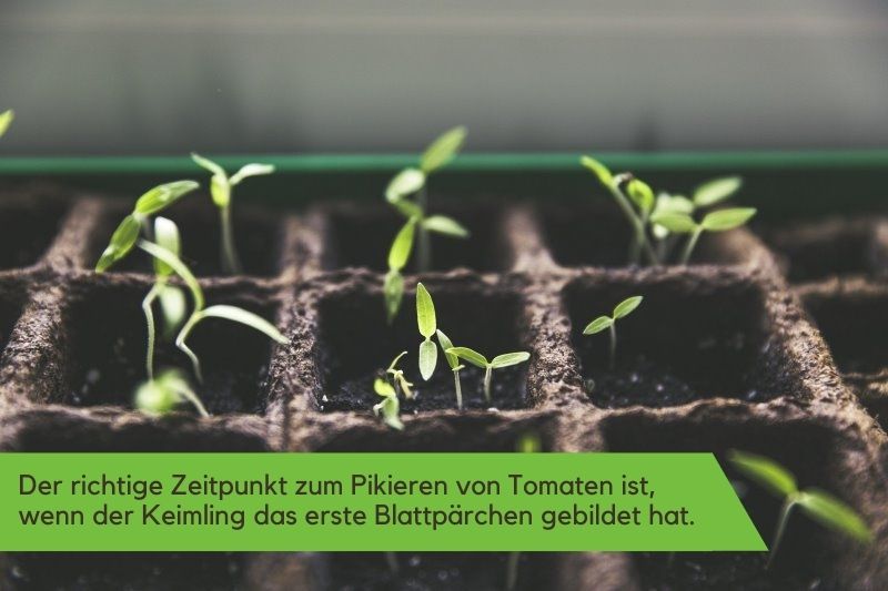 Tomatenpflanzen-Sämlinge sind bereit zum Pikieren Tomatenpflanzen-Sämlinge mit ersten Blättchen