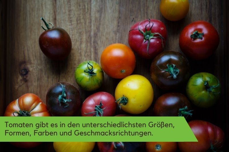 Tomaten in verschiedenen Varianten verschiedene Tomatensorten