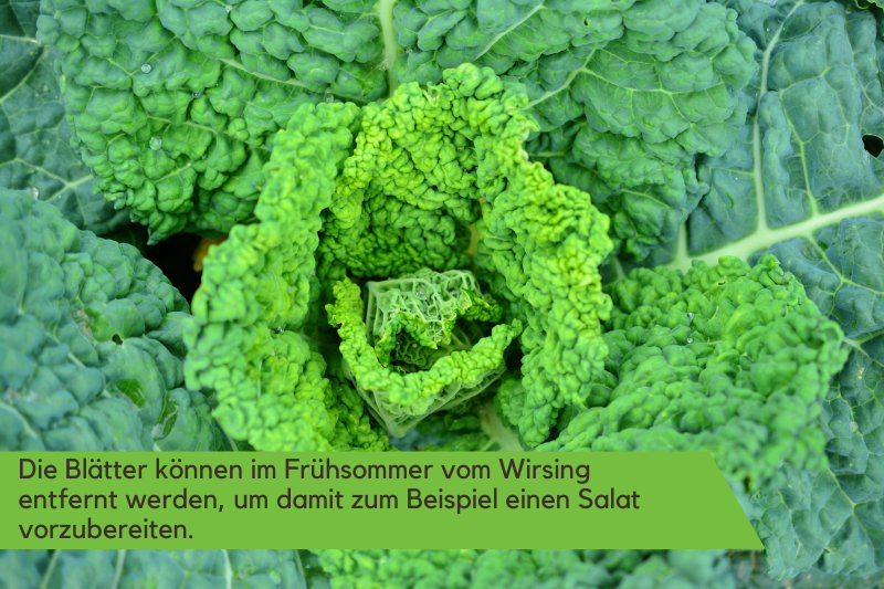Nahaufnahme eines ausgewachsenen Wirsings