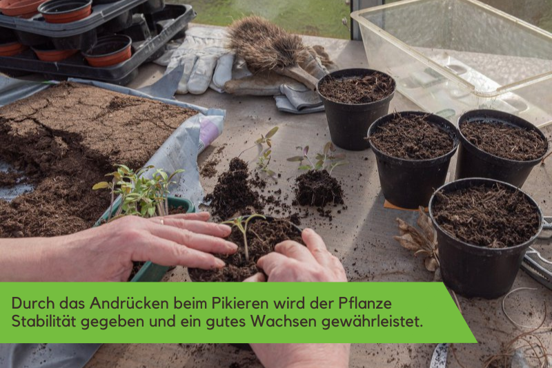 Zwei Hände, die Jünglinge in kleine Töpfe einpflanzen