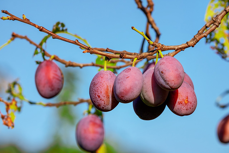 Reife Zwetschgen hängen vor einem klarblauen Himmel am Ast. Sie sind rot-violett und länglich.