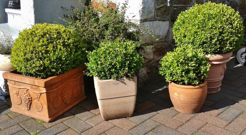 Buchsbaum Arten Verschiedene Buchsbäume, die in Gartentöpfen verpflanzt sind.