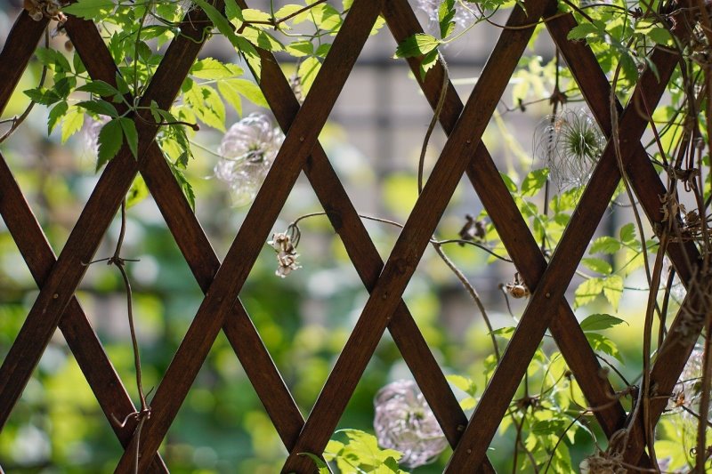 Rankkasten mit Pergola Kaufratgeber