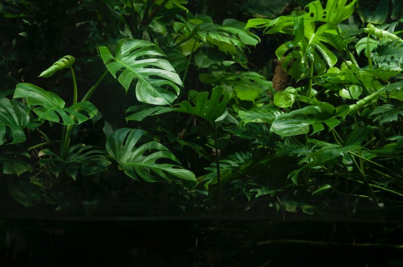 Monstera Pflanzenstab Kaufratgeber Monstera