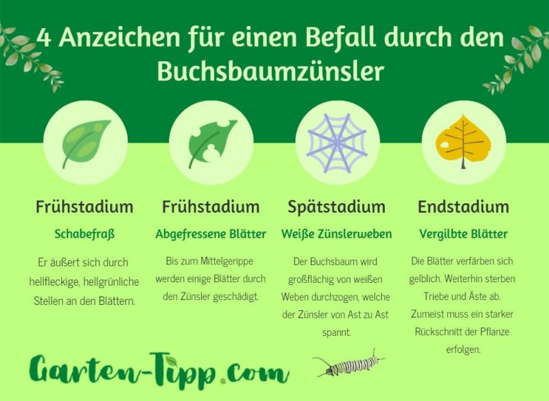 Infografik über den Buchsbaumzünsler Eine Infografik über den Befall durch den Buchsbaumzünsler.