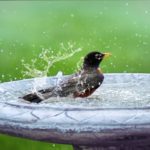 Vogel in einer Vogeltränke
