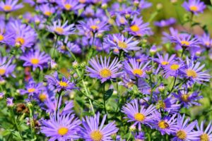 Viele hellviolette Astern im Freien